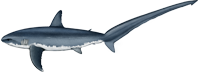 Atlantic Common Thresher Shark